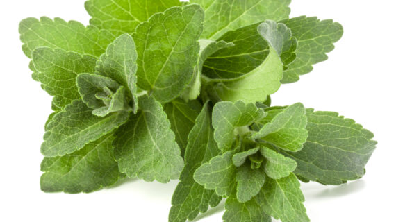 Daun Stevia untuk Pemanis Alami sebagai Solusi Sehat