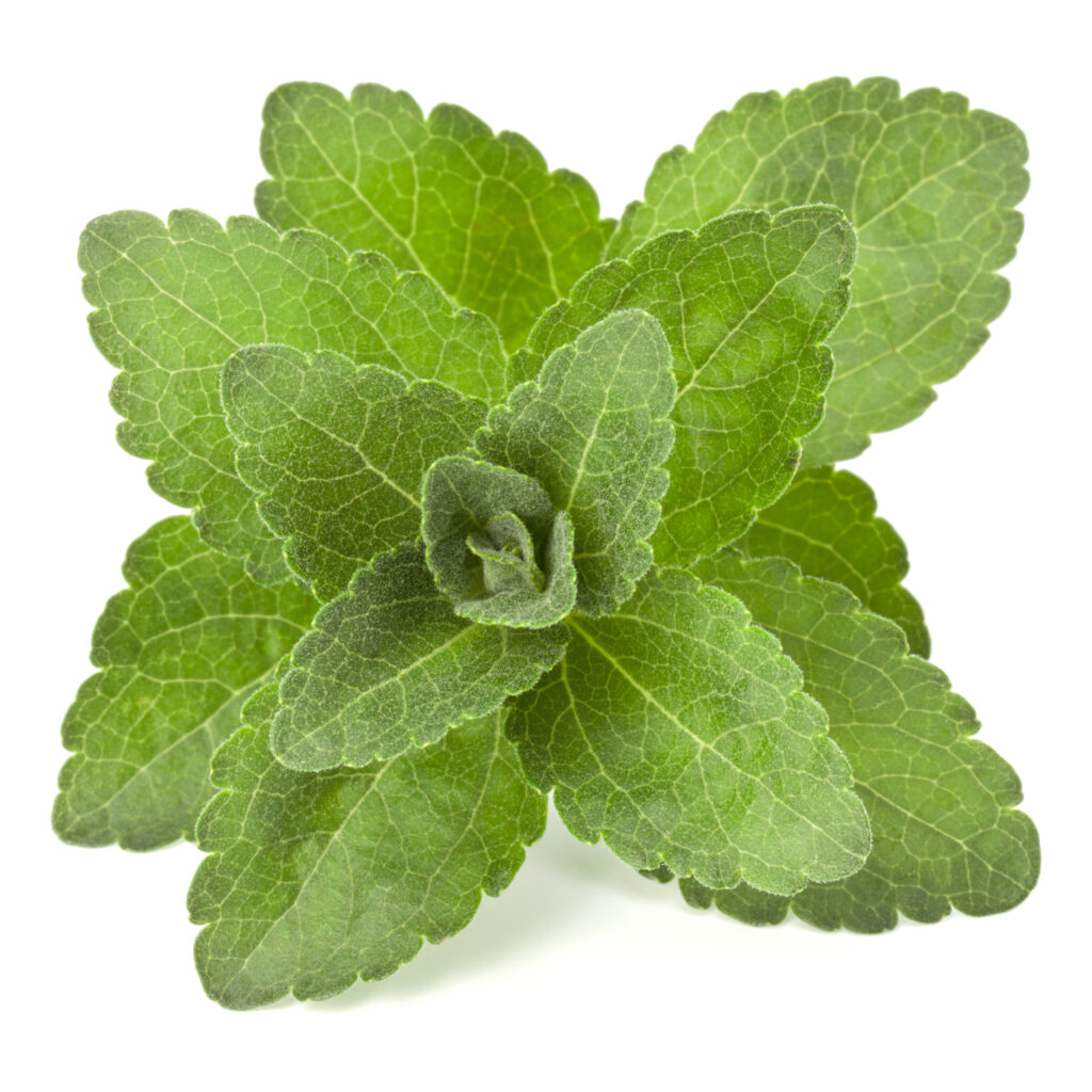 Daun stevia rebaudiana bahan pemanis stevia