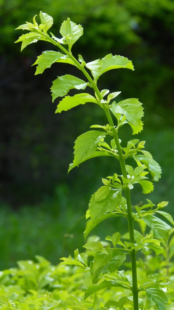 tanaman stevia rebaudiana